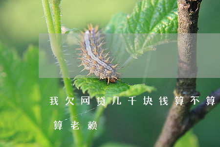 我欠网贷几千块钱算不算老赖(网贷不还算不算老赖)