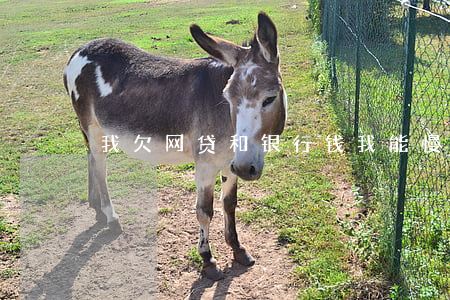 我欠网贷和银行钱我能慢慢还吗-