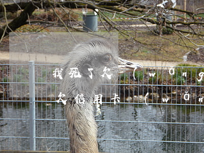 我死了欠網(wǎng)貸信用卡子女還嗎(欠信用卡網(wǎng)貸死了會連累家人嗎)