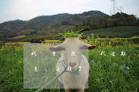 我沒有貸款卻說我逾期(沒貸款卻收到貸款信息說逾期了)