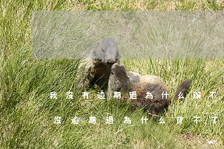我沒有逾期過為什么辦不了信用卡(有信用卡沒逾期過為什么貸不了款)