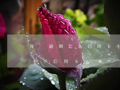 我沒逾期怎么信用卡不下(有信用逾期記錄辦不了信用卡)