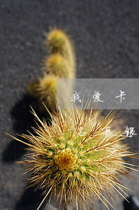 我爱卡白条逾期被冻结(白条逾期会不会冻结名下银行卡)