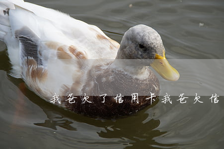 我爸欠了信用卡(我爸欠信用卡十二萬還不上)