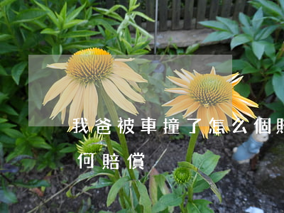 我爸被車撞了怎么個賠償方法(家人被撞了如何賠償)