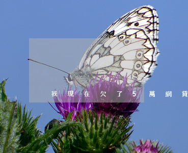 我現在欠了5萬網貸我該怎么辦