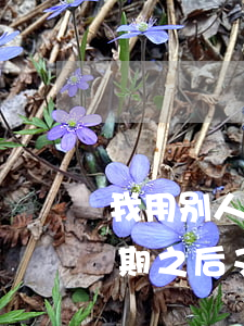 我用别人的花呗逾期了(有没有支付宝花呗逾期之后又能用了的用户)