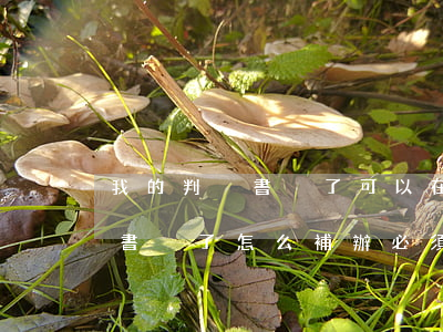 我的判決書丟了可以在法院補辦嗎(法院判決書丟了怎么補辦必須本人去嗎)