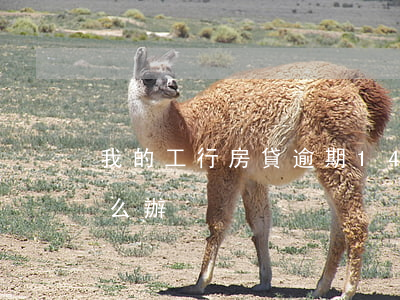 我的工行房貸逾期14天(房貸逾期十幾天怎么辦)