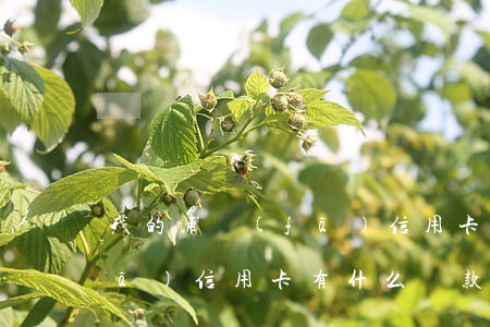我的浦發(fā)信用卡透支沒了(浦發(fā)信用卡有什么貸款)