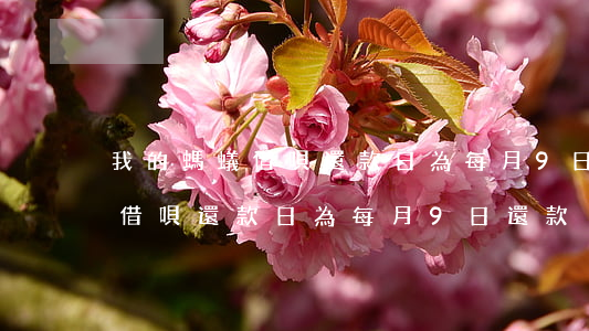 我的螞蟻借唄還款日為每月9日-我的螞蟻借唄還款日為每月9日還款