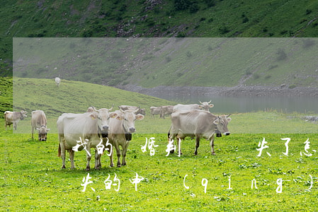 我的離婚判決書丟失了怎么辦(離婚判決書丟失的申請(qǐng)范文)