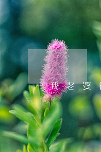 我老婆很笨我想離婚怎么辦