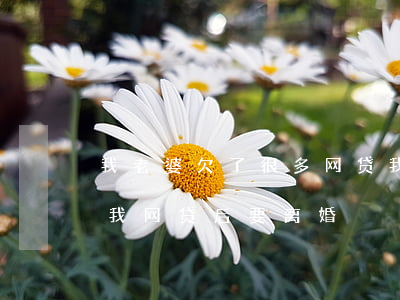我老婆欠了很多网贷我要和他离婚(老婆知道我网贷后要离婚)