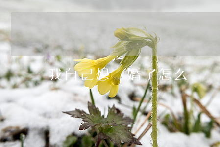 我自己想離婚了怎么辦