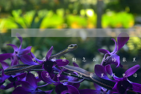 我花呗逾期怎么还给家里打电话-我花呗逾期怎么还给家里打电话呢