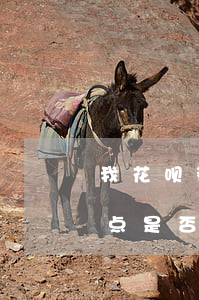 我花呗都逾期上法院(花呗逾期了每个月都还点是否会被起诉)