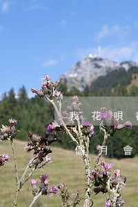 我花唄都逾期2萬利息(花唄1500逾期3個月會產(chǎn)生多少費用)