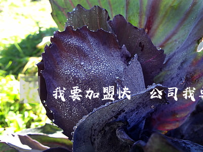 我要加盟快遞公司(我要加盟快遞公司)