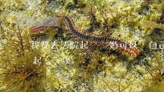 我要去法院起訴離婚可以嗎(自己可以去法院起訴離婚嗎?)