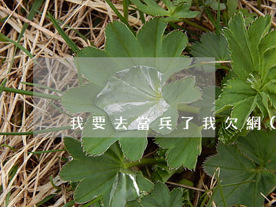 我要去當兵了 我欠網(wǎng)貸怎么辦