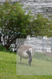 我請的律師不作為可以投訴她嗎(什么情況下可以投訴律師)