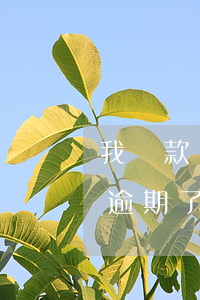 我貸款幫你你卻害我逾期(突然有人說你貸款逾期了)