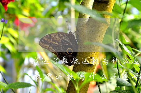 我还了最低还款为什么还显示逾期-我还了最低还款为什么还显示逾期了