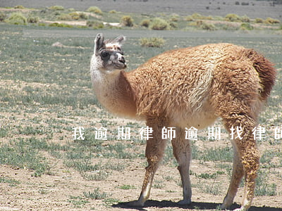 我逾期律師，逾期找律師