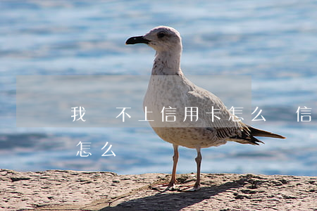 我還不上信用卡怎么辦(信用卡用完了還不上怎么辦)