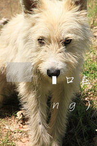 戶口在異地房屋能繼承嗎(戶口遷移農(nóng)村土地可以繼承嗎?)