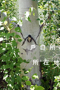 戶口所在地行政區(qū)劃怎么填寫，戶口所在地行政區(qū)劃怎么填寫代碼