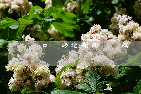 戶口遷移逾期起訴時效(戶口訴訟時效)