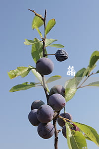 戶籍類別指的是什么(戶籍分為哪幾種)
