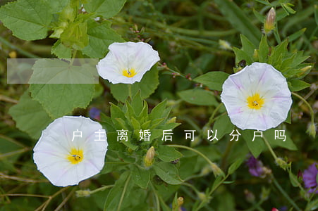 户主离婚后可以分户吗