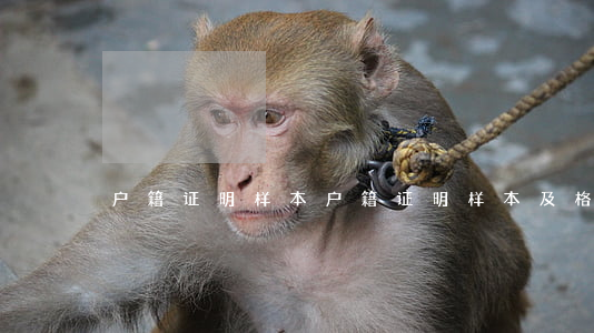 户籍证明样本(户籍证明样本及格式)
