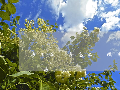 房主在國外怎么辦理房屋過戶(人在國外如何賣房過戶)