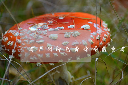 房产纠纷免费律师(免费房产律师电话)