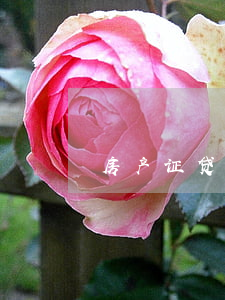 房产证贷款(房产证贷款没还完可以拿证?)
