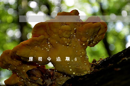 房司令逾期6