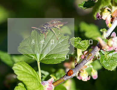 房地產(chǎn)債權(quán)轉(zhuǎn)讓的法律效力如何