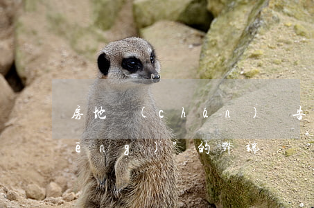 房地產(chǎn)廣告勁吹“炫富風(fēng)”的弊端