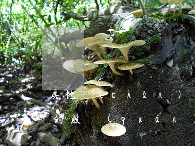 房地產(chǎn)項目公司交易過程中，標的股權(quán)被查封，其責任該如何承擔？