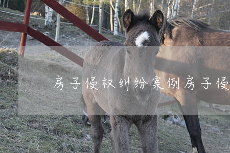 房子侵权纠纷案例(房子侵权纠纷案例)