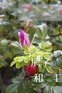 房子動遷里面有戶口的都有份(請問動遷拆房和戶口有關(guān)系嗎)