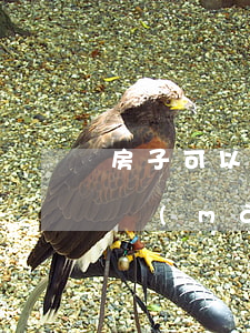 房子可以委托法院拍賣(mài)嗎(法院拍賣(mài)的房子能不能買(mǎi))