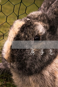 房子怎么繼承(老人去世房子怎么繼承)