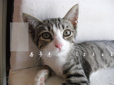 房子怎樣轉(zhuǎn)移給子女最合適