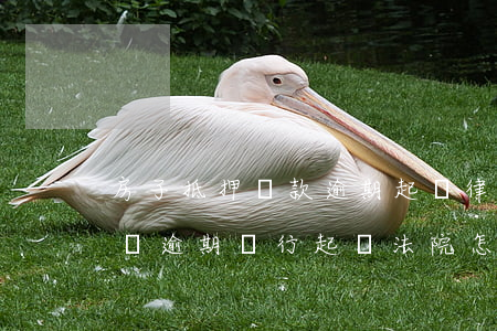 房子抵押貸款逾期起訴律師費用如何處理(房貸逾期銀行起訴,法院怎么判律師費)