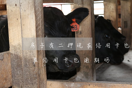 房子有二押现在信用卡也逾期(房子有二押现在信用卡也逾期吗)